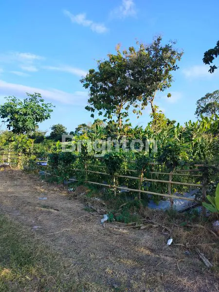 image TANAH KAPLING SHM SIAP BANGUN DI SOBO BANYUWANGI  (3)