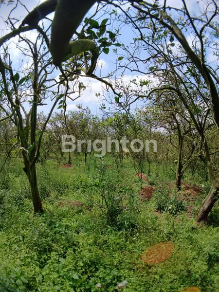 image TANAH SEWA (1)