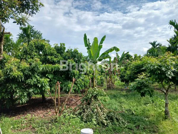 image TANAH GARUDA SAKTI KM 8 (7)