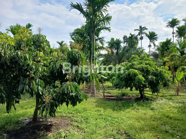 image TANAH GARUDA SAKTI KM 8 (8)