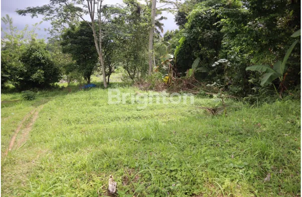 image TANAH 87 ARE DI BATURITI, BONUS SUNGAI, VIEW SAWAH, 15 MENIT KE JATILUWIH (2)