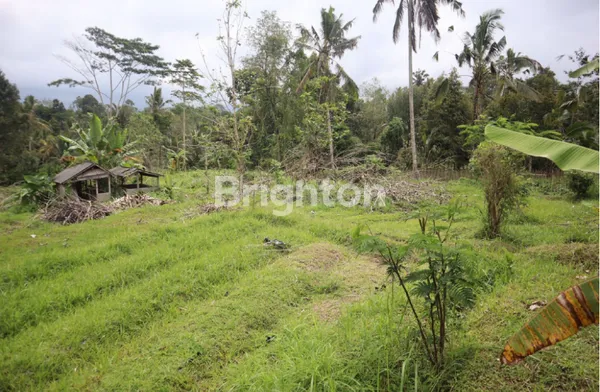 image TANAH 87 ARE DI BATURITI, BONUS SUNGAI, VIEW SAWAH, 15 MENIT KE JATILUWIH (5)
