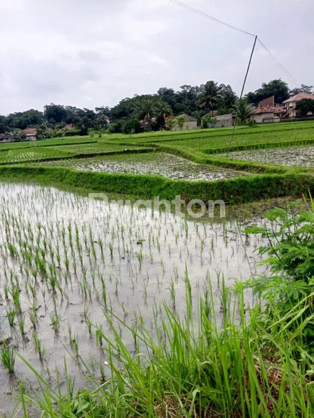 image TANAH SAWAH PRODUKTIF 2785M² SHM DI CIRANJANG, CIANJUR (2)