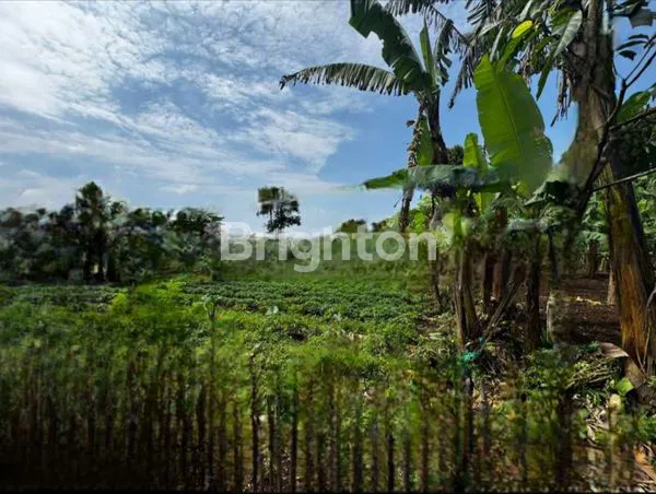 image TANAH KAVLING SANGAT LUAS - CIANJUR   (3)