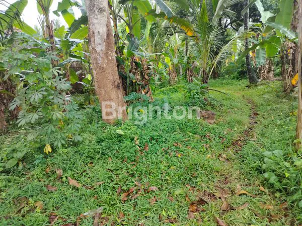 image  DIJUAL TANAH DI DESA SAMSAM – KERAMBITAN, TABANAN (6)