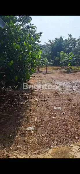 image TANAH LUAS 1324M² SHM DI GUNUNG SINDUR, COCOK UNTUK GUDANG/PABRIK (2)