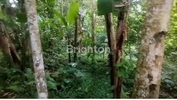 image TANAH SEWA VIEW LEMBAH DEKAT TIRTA EMPUL TAMPAKSIRING (2)