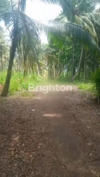 image LAHAN PULAU MERAH BANYUWANGI (3)