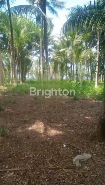 image LAHAN PULAU MERAH BANYUWANGI (4)