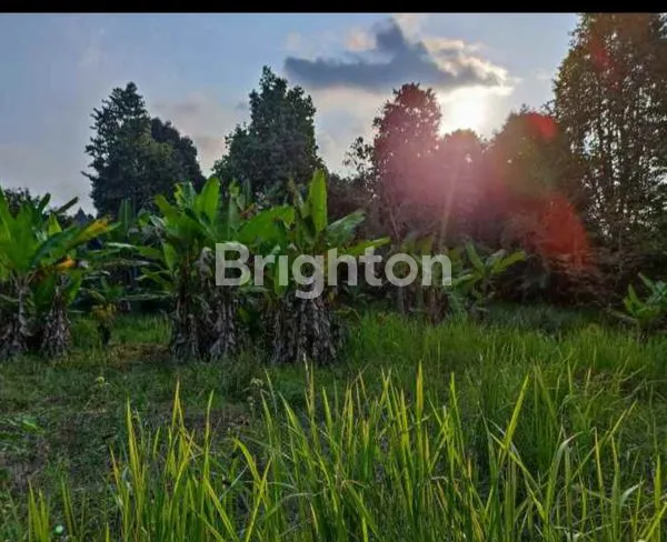 image TANAH PREMIUM 1,3HA YASMIN, DEKAT TRANSMART (6)