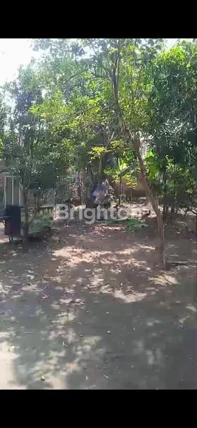 image RUMAH DENGAN TANAH YANG LUAS (7)