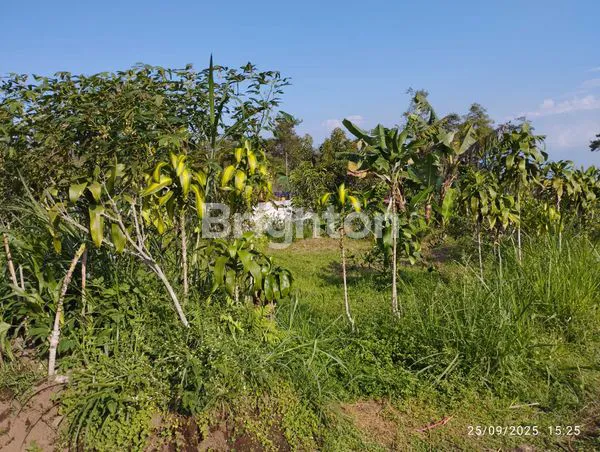 image TANAH MURAH DAERAH BUMIAJI KOTA BATU (1)