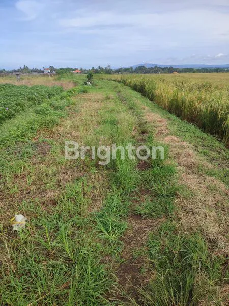 image DIJUAL LAHAN PERTANIAN MASIH PRODUKTIF  (3)