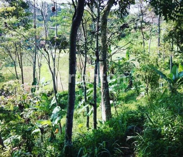 image JUAL TANAH SANGAT LUAS, COCOK UNTUK VILLA, GLAMPING DAN OUTBOND, CAFE DAN USAHA LAINNYA (5)