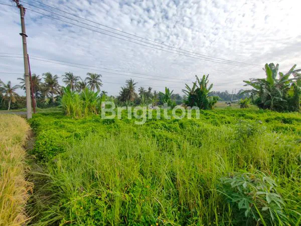 image TANAH SHM 590M² LOKASI EMAS DEKAT KRISNA & PANTAI LOVINA (3)