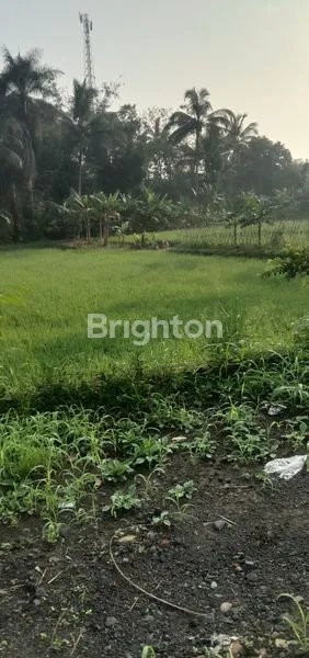 image SAWAH 5890M² CICANTAYAN (4)