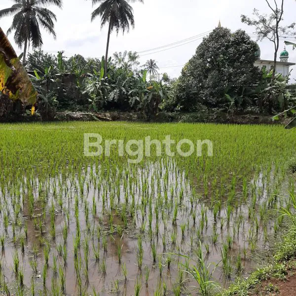 image SAWAH 5890M² CICANTAYAN (2)