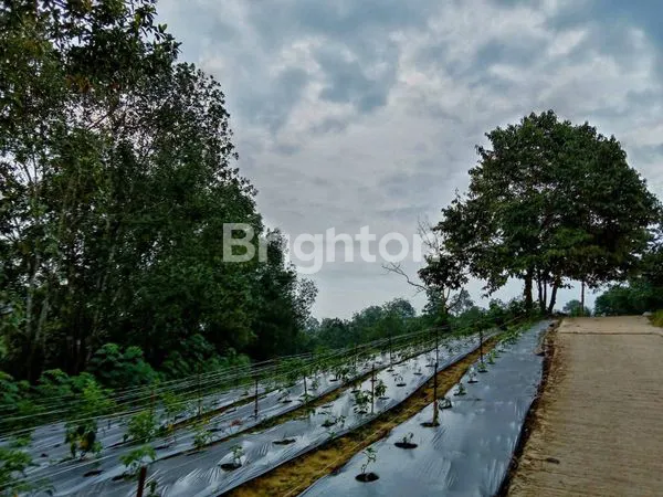 image DIJUAL TANAH ADA PERTENAKANNYA AYAM  (3)