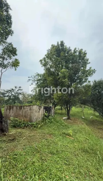 image TANAH PERKEBUNAN LUAS AKTIF DAN TERAWAT COCOK UNTUK INVESTASI DI JOMBANG  (1)