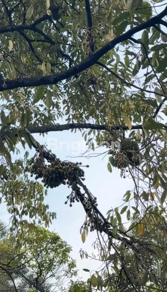 image TANAH PERKEBUNAN LUAS AKTIF DAN TERAWAT COCOK UNTUK INVESTASI DI JOMBANG  (4)