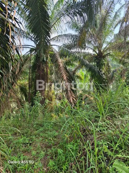 image KEBUN SAWIT PREMIUM 150 HA DI KABUN - POTENSI UNTUNG BESAR (2)