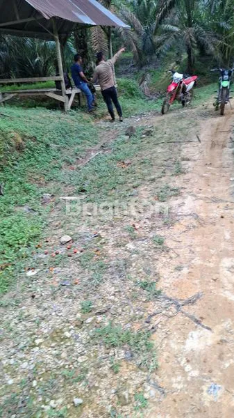 image KEBUN SAWIT PREMIUM 150 HA DI KABUN - POTENSI UNTUNG BESAR (4)