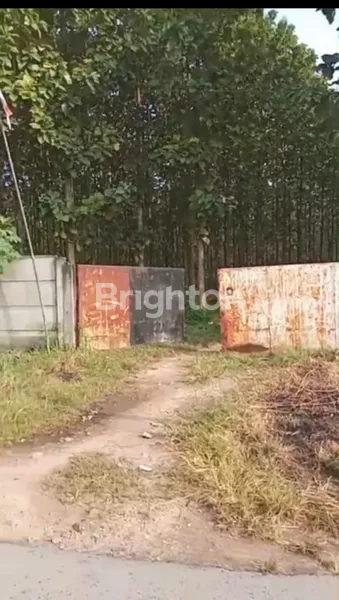 image INVESTASI PREMIUM: 20 HA KEBUN JATI SHM DI BANDAR LAMPUNG (1)