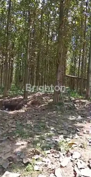 image INVESTASI PREMIUM: 20 HA KEBUN JATI SHM DI BANDAR LAMPUNG (3)