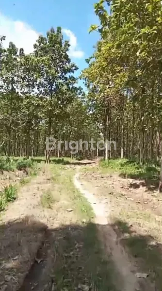 image INVESTASI PREMIUM: 20 HA KEBUN JATI SHM DI BANDAR LAMPUNG (4)