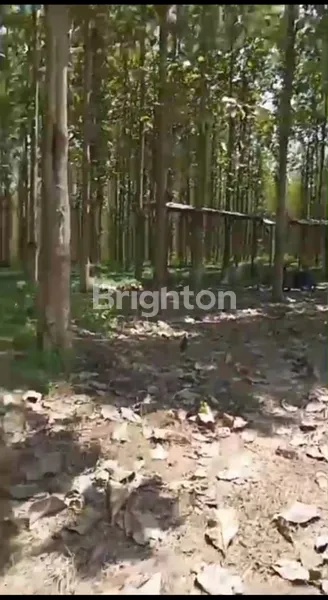 image INVESTASI PREMIUM: 20 HA KEBUN JATI SHM DI BANDAR LAMPUNG (6)