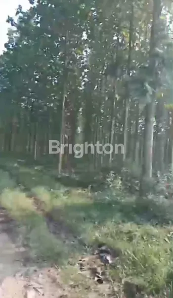 image INVESTASI PREMIUM: 20 HA KEBUN JATI SHM DI BANDAR LAMPUNG (7)