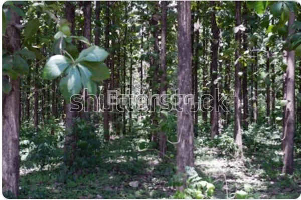 image DIJUAL TANAH 32,6 HA BONUS 250000  POHON JATI DI RANDUDONGKAL PEMALANG BELI LANGSUNG UNTUNG (1)
