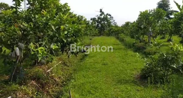 image LAHAN KEBUN LUAS LOKASI PAMIJAHAN KABUPATEN BOGOR (6)