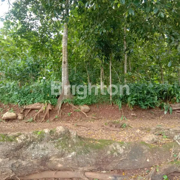 TANAH KUNING 25HA MIJEN DEKAT BSB