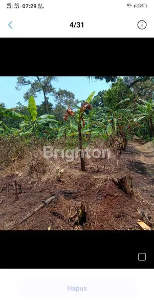 image TANAH KUNING 25HA MIJEN DEKAT BSB (7)