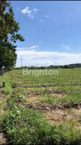 image LAHAN KOMERSIAL 1 HEKTAR DI JALUR UTAMA DENPASAR-GILIMANUK (3)