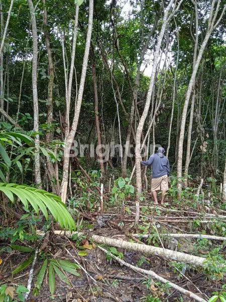 Gambar Property TANAH MURAH AREA LAMARU