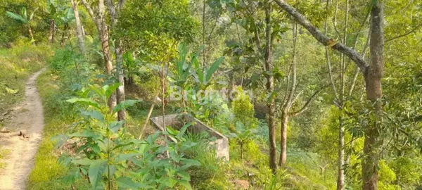image TANAH KEBUN DI BARENG SAWAHAN NGANJUK (3)
