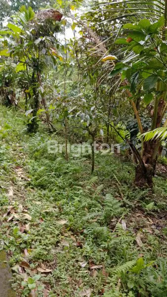 image TANAH LUAS 3500M² DI SELEMADEG, INVESTASI MENGUNTUNGKAN (1)