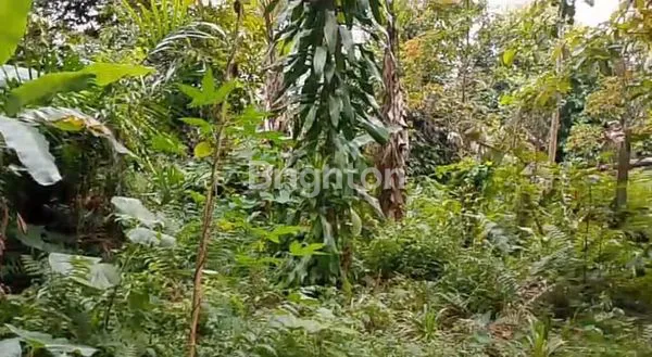 image TANAH LUAS 3500M² DI SELEMADEG, INVESTASI MENGUNTUNGKAN (2)