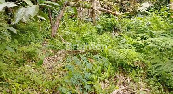 image TANAH LUAS 3500M² DI SELEMADEG, INVESTASI MENGUNTUNGKAN (3)