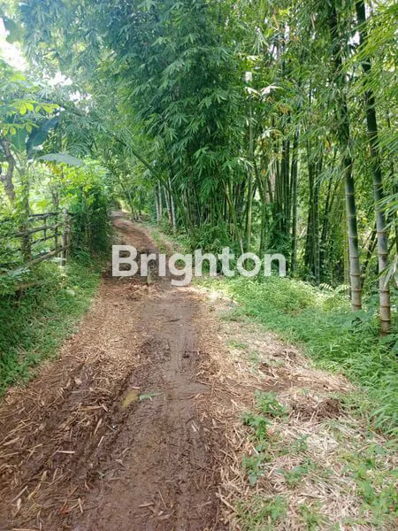 image LAHAN DURIAN LUAS 3432 METER MURAH 500RB/M SHM PASURUAN\NJUAL TANAH (3)