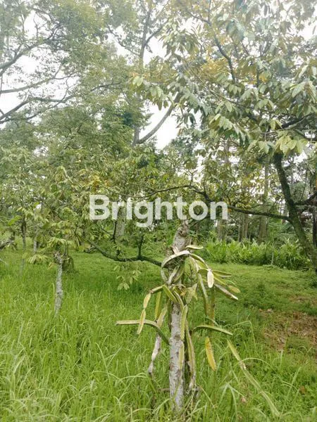 image LAHAN DURIAN LUAS 3432 METER MURAH 500RB/M SHM PASURUAN\NJUAL TANAH (1)