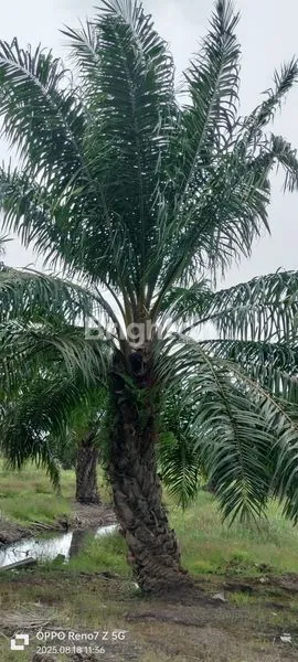 image TANAH  KOSONG DAN LAHAN SAWIT DIJUAL CEPAT (3)