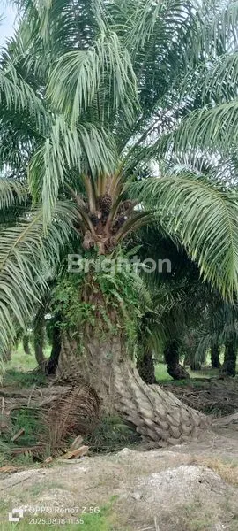 image TANAH KEBUN SAWIT DIJUAL CEPAT DAN MURAH (2)