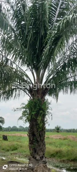 image TANAH KEBUN SAWIT DIJUAL CEPAT DAN MURAH (3)