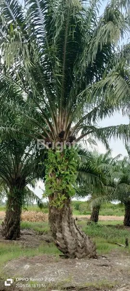 image TANAH KEBUN SAWIT DIJUAL CEPAT DAN MURAH (1)