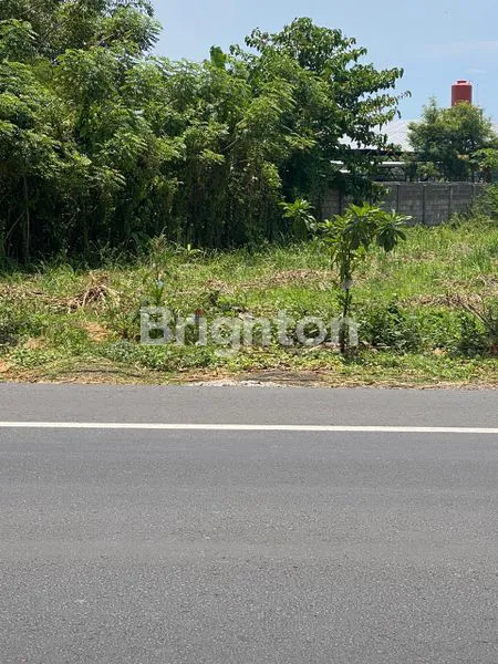 image TANAH DI RAYA PROBOLINGGO SITUBONDO, KAB PROBOLINGGO (1)