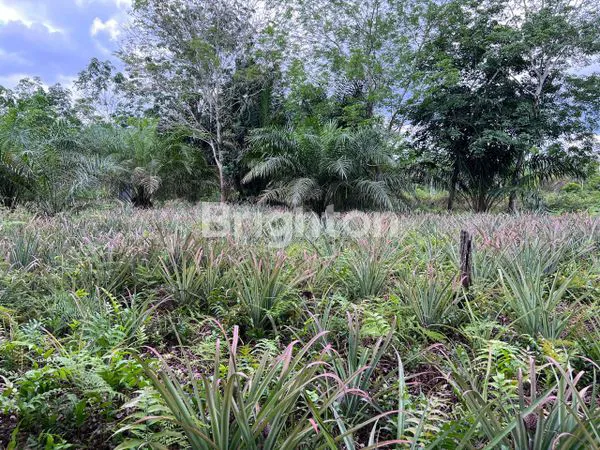 image JUAL TANAH (1)