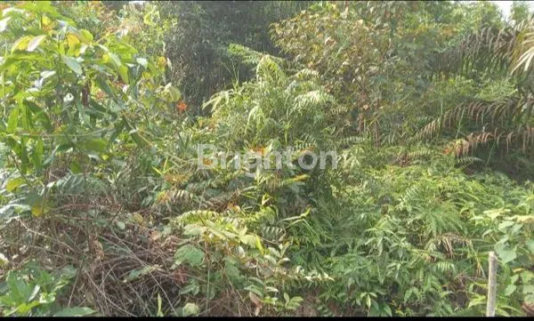 image TANAH 2 HEKTAR STRATEGIS DI KULIM (2)